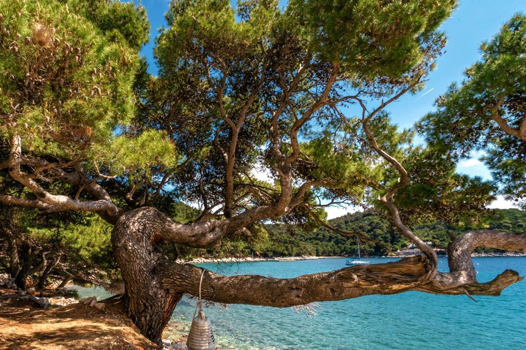 Pine Tree Boutique Apartments Saplunara Kültér fotó
